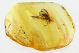 Detailed Fossil Long-Legged Fly (Dolichopodidae) in Baltic Amber #352836-1